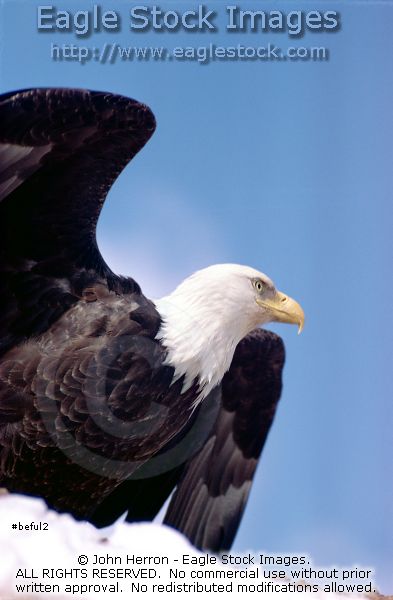 Bald Eagle Picture [#BEFUL2] - stock photo of American Bald Eagles.  Many additional photos of bald eagles available.